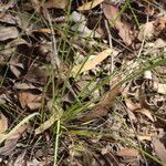 Panicum simile Habit