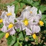 Solanum tuberosum Cvet