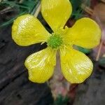 Ranunculus bulbosus Blüte