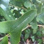Smilax bona-nox Leaf