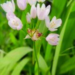 Allium roseum Fleur