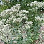 Eupatorium altissimum Levél