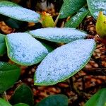 Rhododendron campanulatum Yaprak