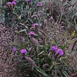 Verbena rigida Plante entière