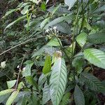 Psychotria costivenia