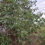 Cordia sinensis Leaf