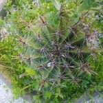 Ferocactus herrerae Foglia