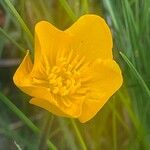Ranunculus bulbosus Çiçek