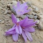 Colchicum persicum Цветок