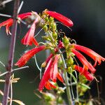 Keckiella ternata Кветка