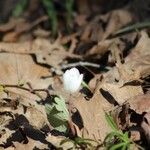 Anemone quinquefolia Λουλούδι