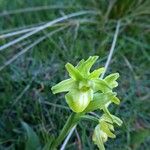 Ophrys sphegodes 樹皮