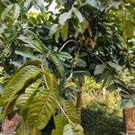 Annona reticulata Hoja