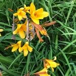 Hemerocallis middendorffii Flower