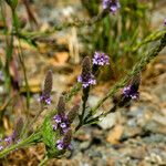 Verbena lasiostachys Yeri