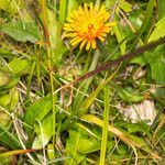 Crepis aurea Buveinė