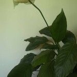 Spathiphyllum wallisiiFlower