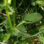 Viola cornuta Leaf