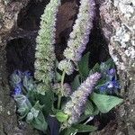 Agastache rugosaFruto