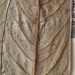 Guatteria richardii Otro