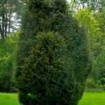 Juniperus communis Облик