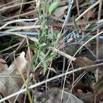 Arenaria montana Leaf