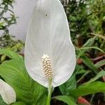 Spathiphyllum blandum 花