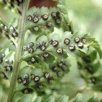 Dryopteris athamantica Leaf