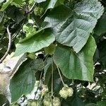 Dombeya wallichii Leaf