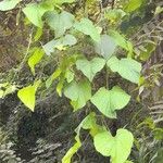 Melothria pendula Plante entière