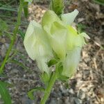 Antirrhinum latifolium Blomma