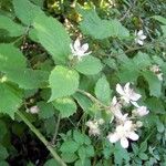 Rubus scabripes മറ്റ്