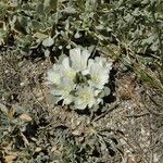 Lewisia kelloggii Habit