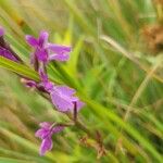 Anacamptis palustris Flor