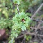 Ribes uva-crispa葉