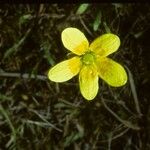 Saxifraga hirculus Kwiat