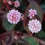 Persicaria capitata Blüte