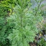 Artemisia vulgaris Листок