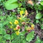 Chamaecytisus hirsutus 形態