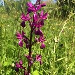 Anacamptis laxiflora Flor