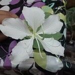 Bauhinia variegata花