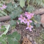 Oxalis debilisBlad