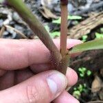 Paspalum repens Corteza