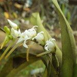 Cyrtorchis ringens Flower