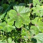 Malva nicaeensis Leaf