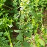 Cruciata glabra Flor