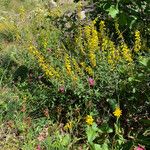 Cytisus nigricans Habit