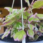 Coleus forsteriപുഷ്പം