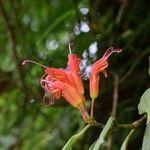 Aeschynanthus hookeri Flower