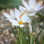 Crocus boryi Blüte